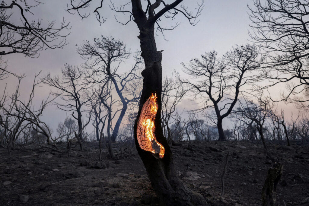 Ο κορμός ενός δέντρου καίγεται κατά τη διάρκεια δασικής πυρκαγιάς στη Μάνδρα Αττικής, τον Ιούλιο του 2023